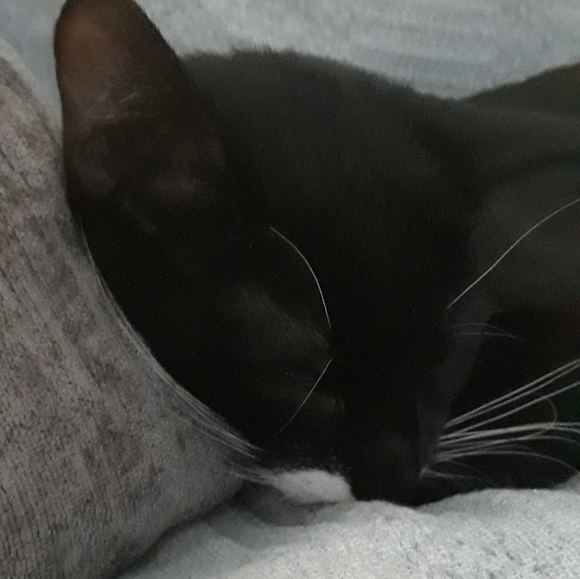 Meet your Posher, Amy - Picture 3 of 8